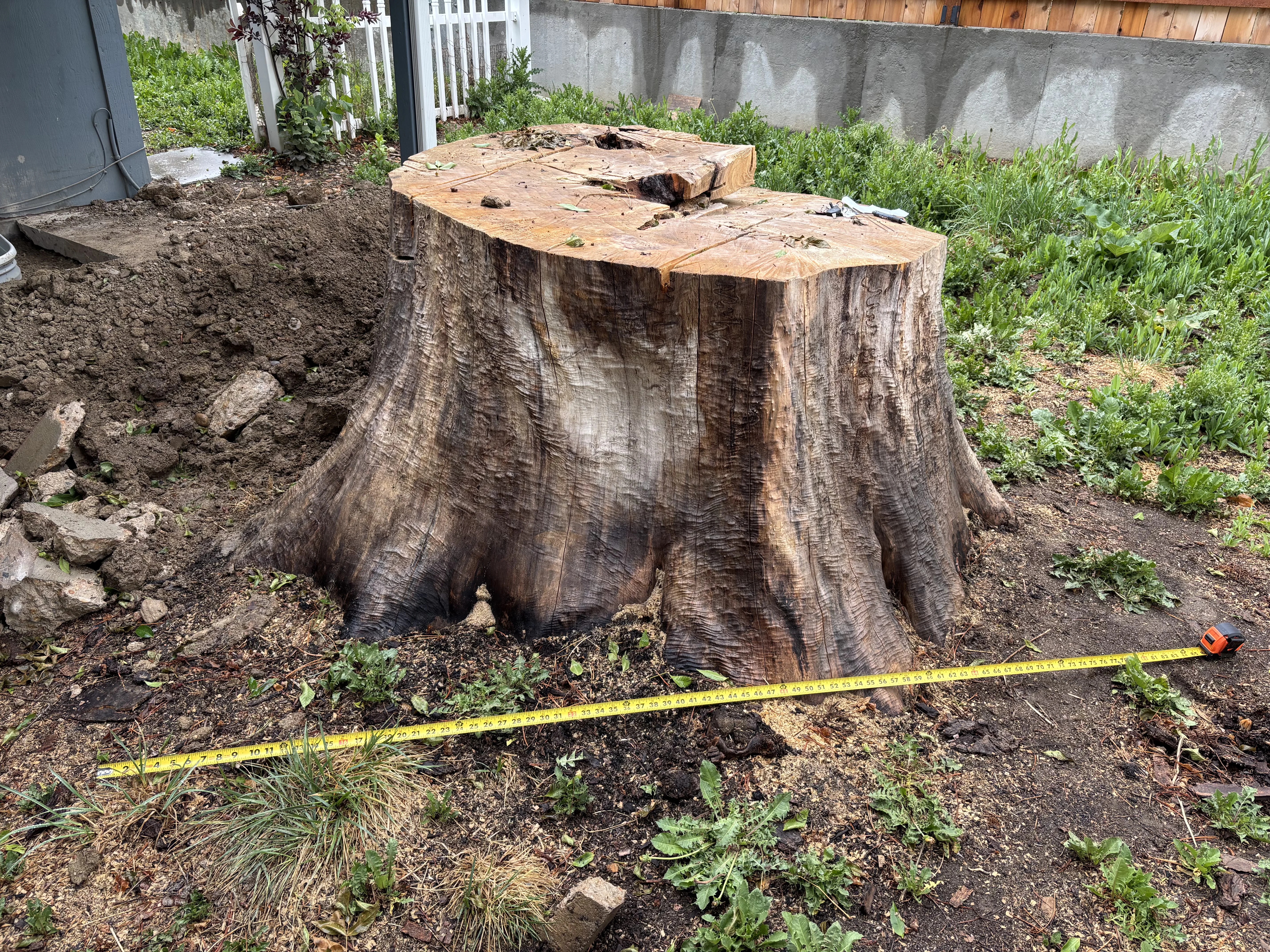 Large stump grinding with professional equipment in Northern Colorado