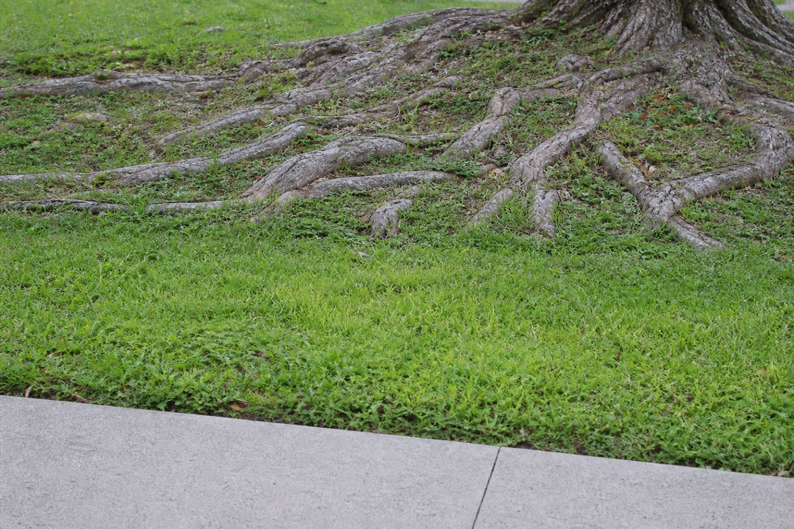 Surface root grinding to remove exposed tree roots from a lawn