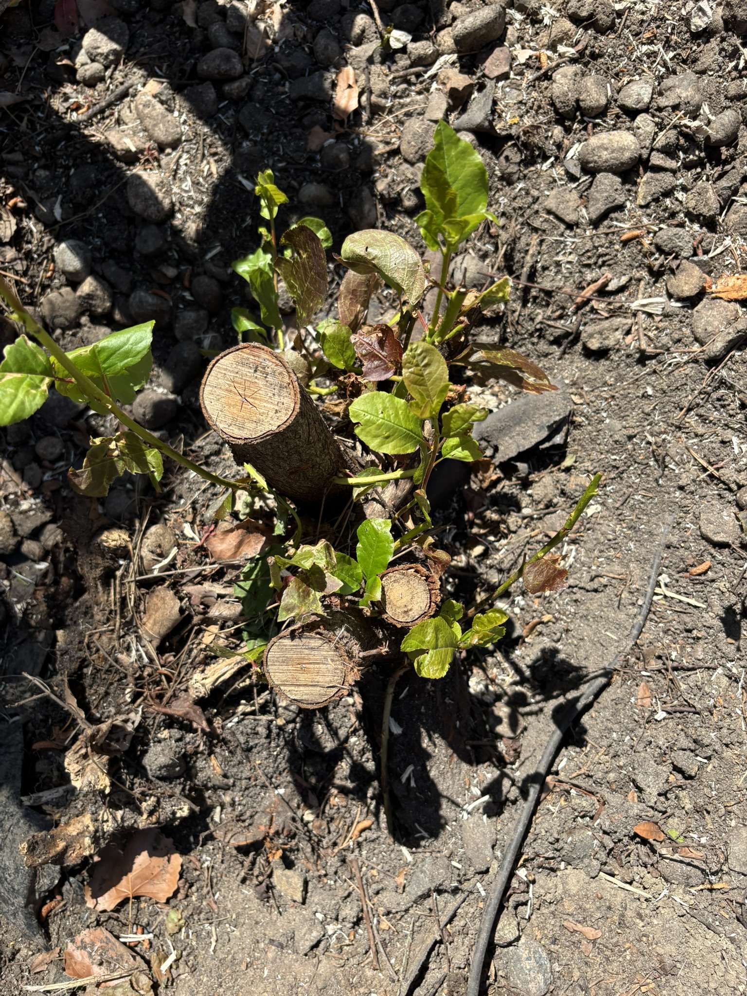 Shrub stump grinding for hedges and ornamental woody stumps