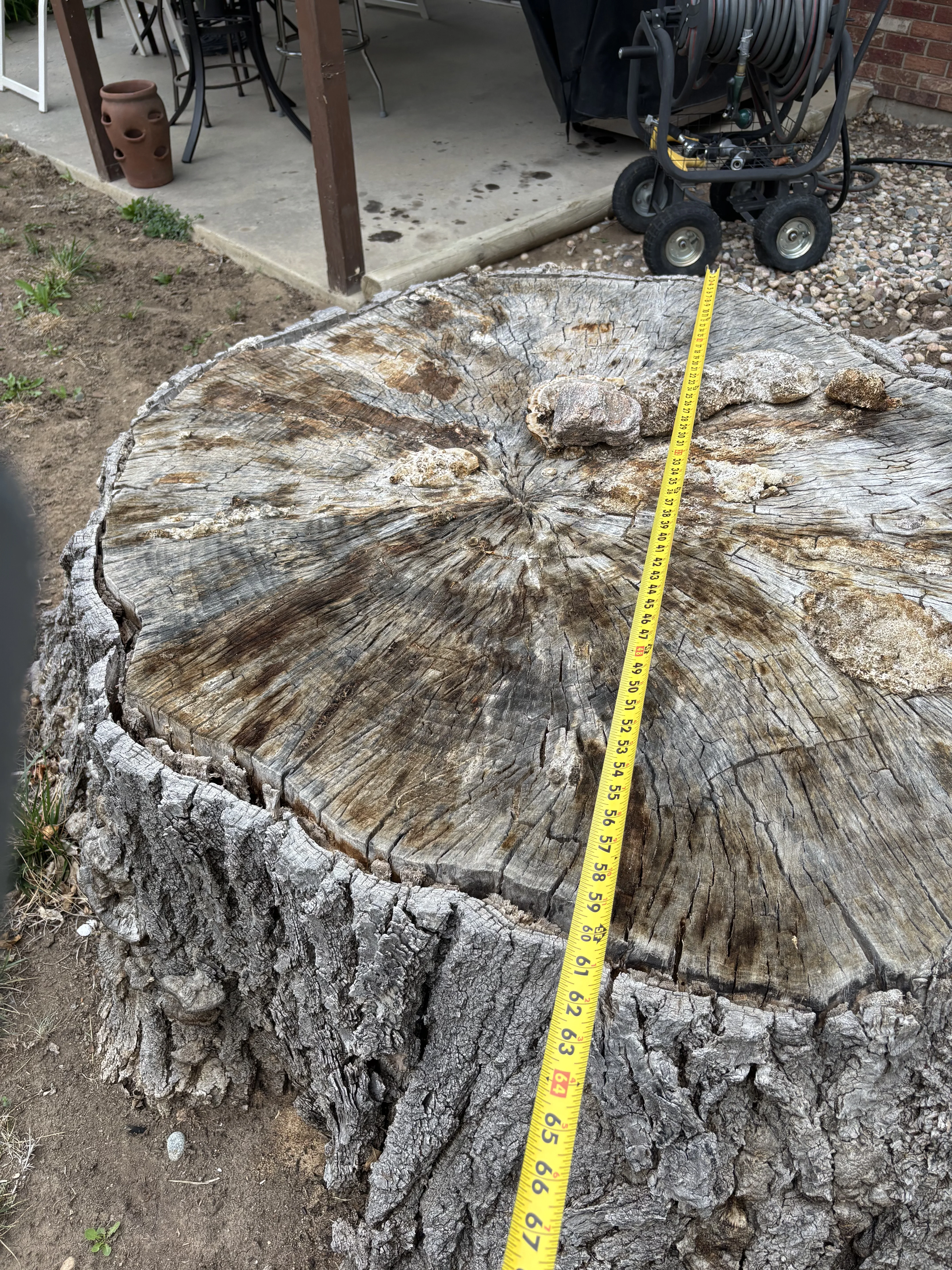 Professional stump grinding below ground level in a Northern Colorado yard